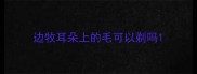 边牧耳朵上的毛可以剃吗