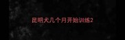 昆明犬几个月开始训练