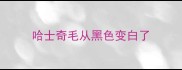 哈士奇毛从黑色变白了