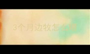 3个月边牧怎么喂