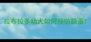 拉布拉多幼犬如何预防跳蚤