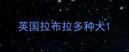 英国拉布拉多种犬