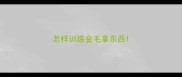 怎样训练金毛拿东西