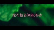 拉布拉多训练活动