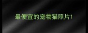 最便宜的宠物猫照片
