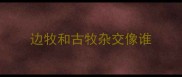 边牧和古牧杂交像谁