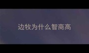 边牧为什么智商高