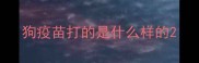 狗疫苗打的是什么样的