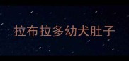 拉布拉多幼犬肚子