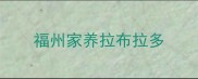 福州家养拉布拉多