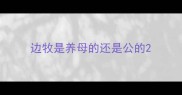 边牧是养母的还是公的