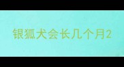 银狐犬会长几个月