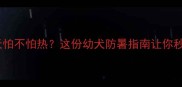 哈士奇幼犬夏天怕不怕热这份幼犬防暑指南让你秒变宠物护理达人