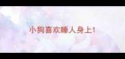 小狗喜欢睡人身上