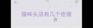 猫咪头顶有几个疙瘩