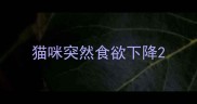 猫咪突然食欲下降