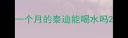 一个月的泰迪能喝水吗