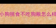 小狗挑食不吃狗粮怎么样