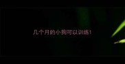 几个月的小狗可以训练