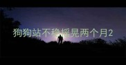 狗狗站不稳摇晃两个月