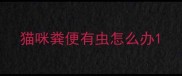 猫咪粪便有虫怎么办