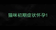 猫咪初期症状怀孕