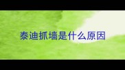泰迪抓墙是什么原因