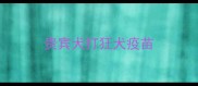 贵宾犬打狂犬疫苗