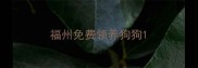 福州免费领养狗狗