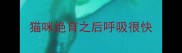 猫咪绝育之后呼吸很快