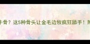 边牧啃不动牛骨这5种骨头让金毛边牧疯狂舔手附啃骨指南