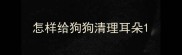 怎样给狗狗清理耳朵