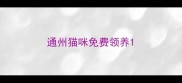 通州猫咪免费领养