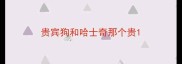 贵宾狗和哈士奇那个贵