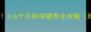 猫咪领养最佳时机3-6个月科学喂养全攻略附健康检查清单