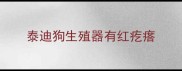 泰迪狗生殖器有红疙瘩