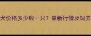 莱州红犬价格多少钱一只最新行情及饲养指南全
