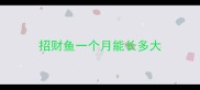 招财鱼一个月能长多大