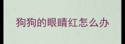 狗狗的眼睛红怎么办