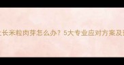 狗狗身上长米粒肉芽怎么办5大专业应对方案及预防措施