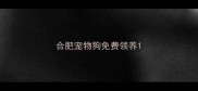 合肥宠物狗免费领养