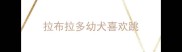 拉布拉多幼犬喜欢跳