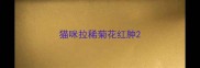 猫咪拉稀菊花红肿