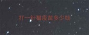 打一针猫疫苗多少钱