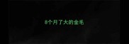 8个月了大的金毛