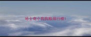 哈士奇小狗狗粮排行榜