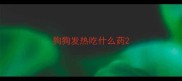 狗狗发热吃什么药