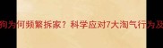 7个月大狗狗为何频繁拆家科学应对7大淘气行为及训练指南