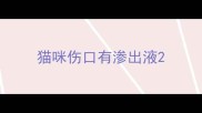 猫咪伤口有渗出液