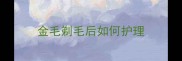 金毛剃毛后如何护理